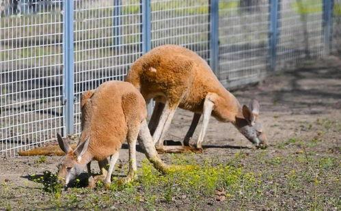 动物最新爆料,揭秘神秘生物生活习性 第3张 动物最新爆料,揭秘神秘生物生活习性 第3张